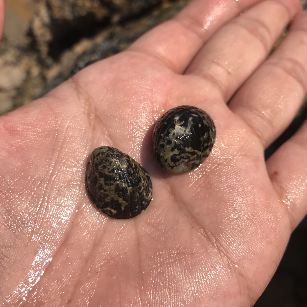 Blotched Nerite