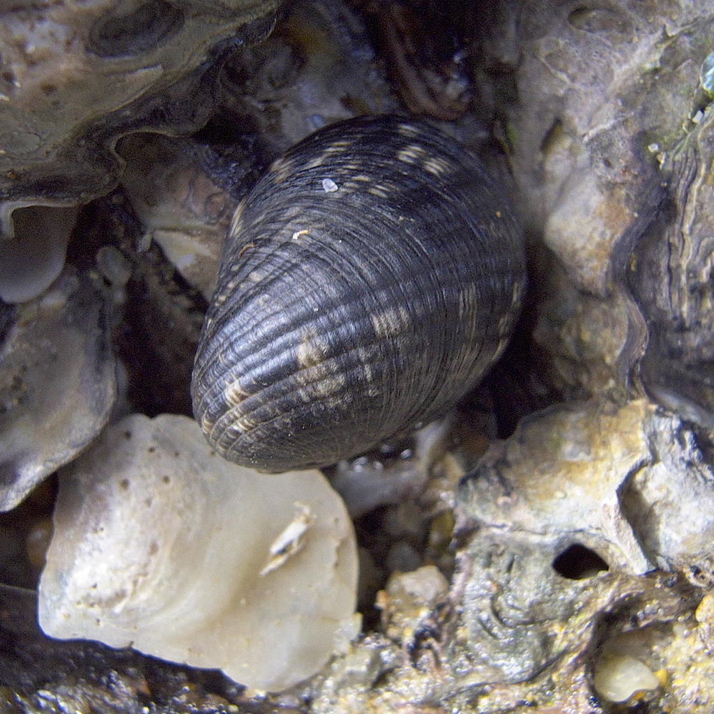 Blotched Nerite