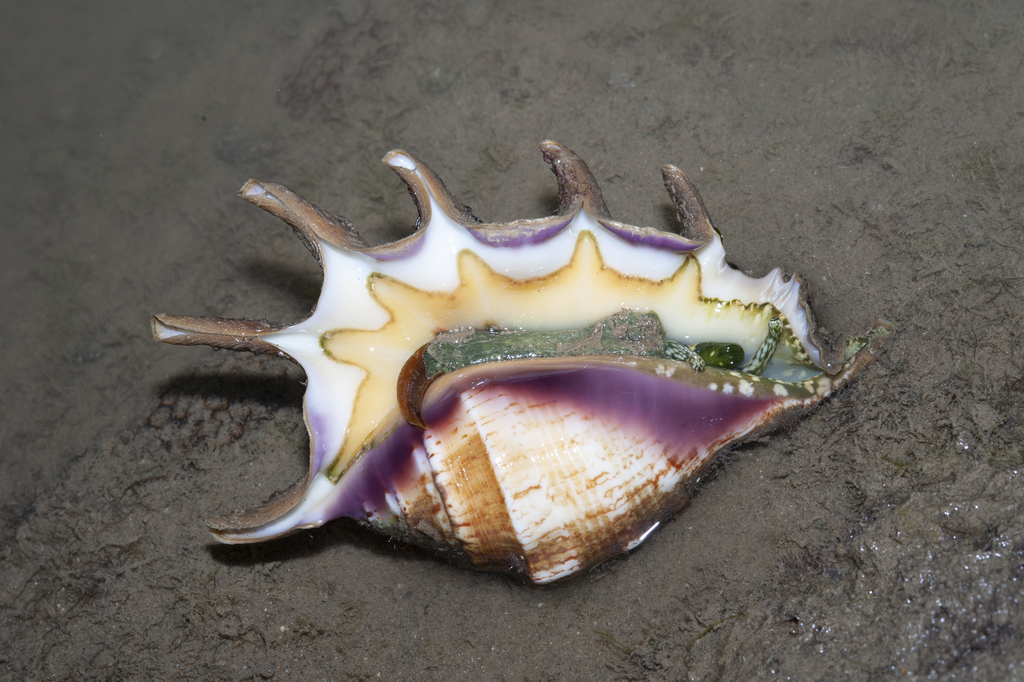 Common Spider Conch