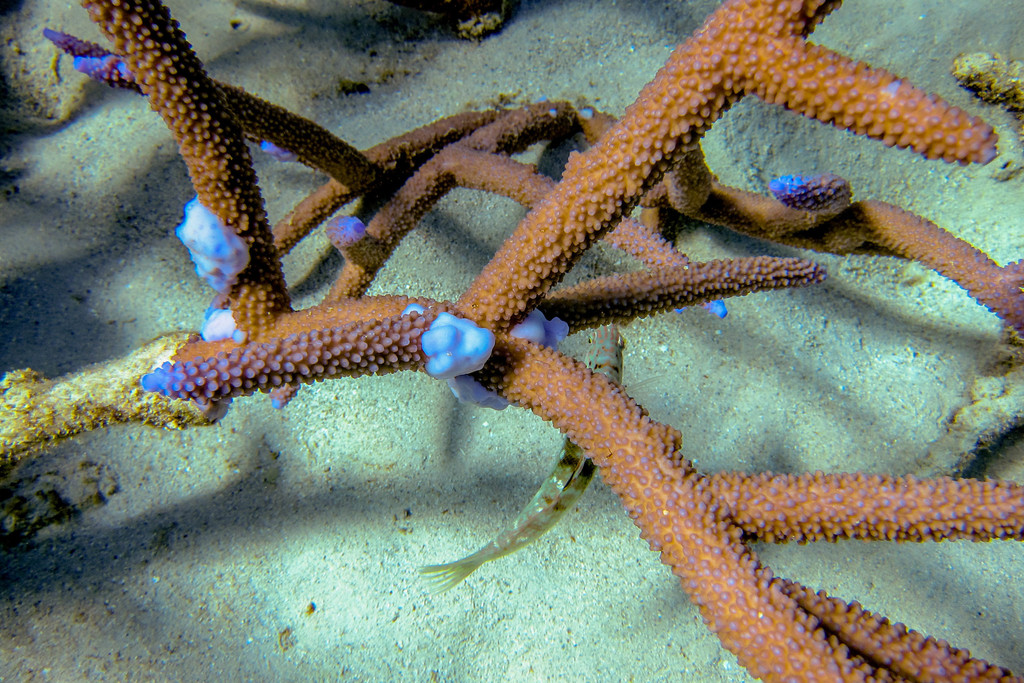 Corail vinaigrier