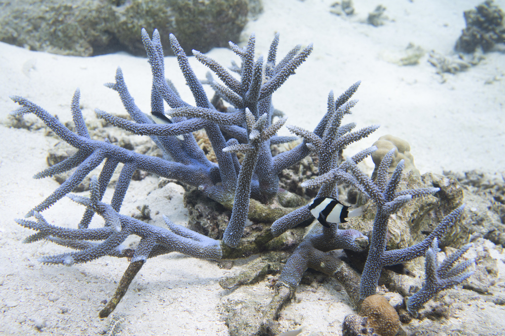 Corail vinaigrier