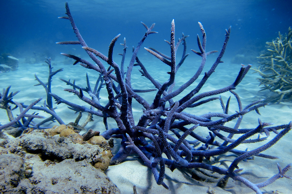 Brown Staghorn Coral