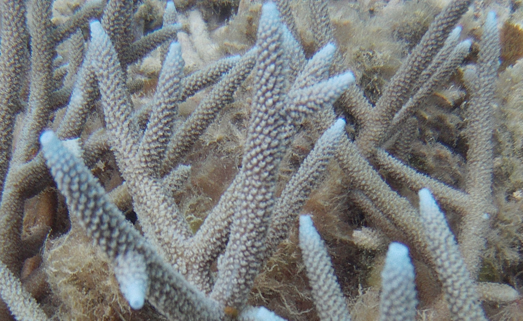Corail vinaigrier