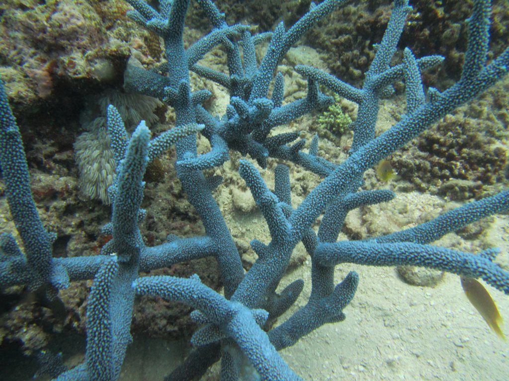 Corail vinaigrier