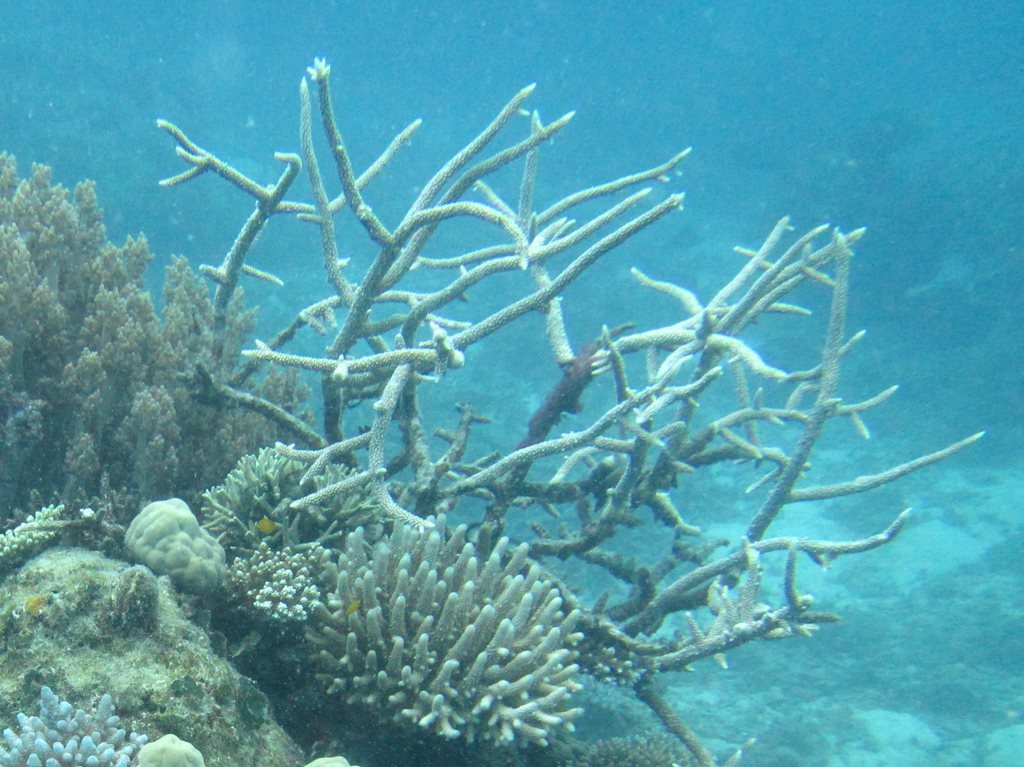 Corail vinaigrier