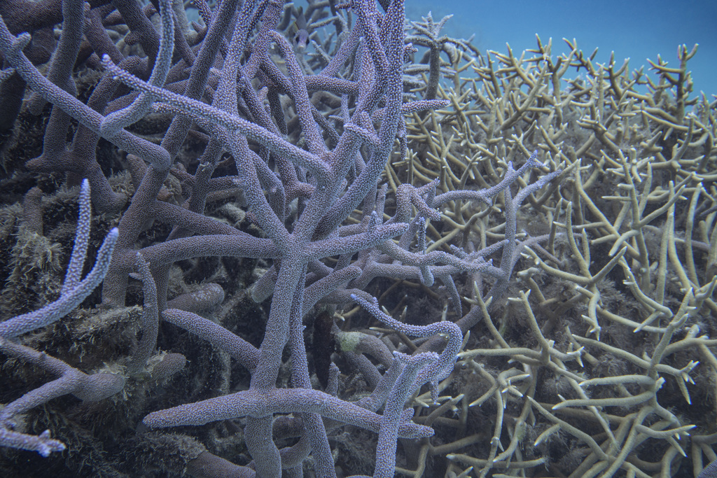 Corail vinaigrier