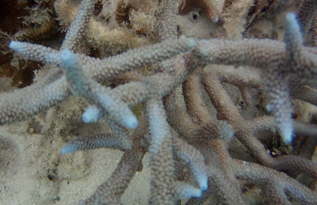 Corail vinaigrier