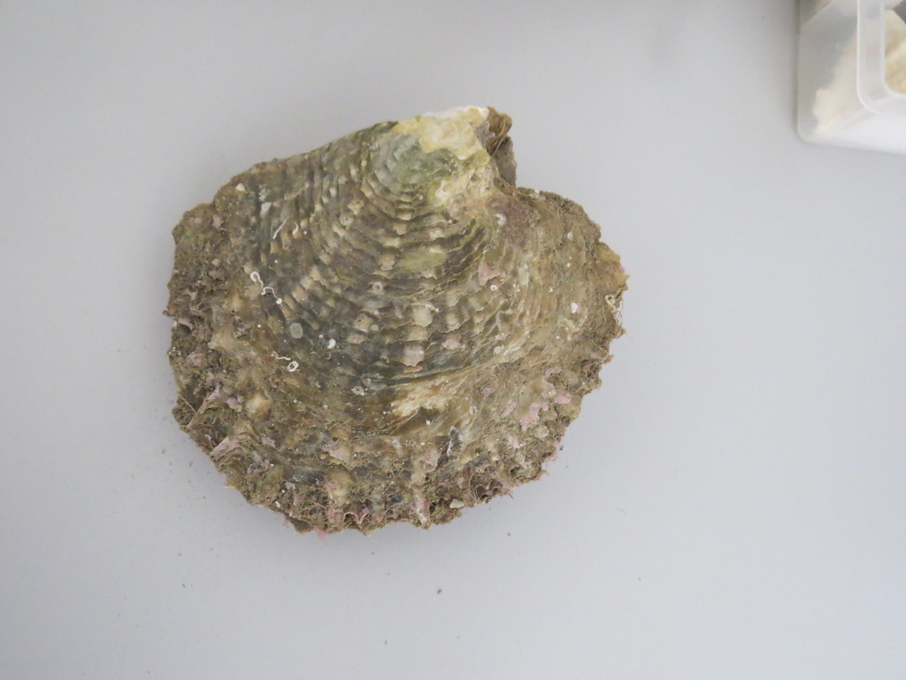 Black-Lip Pearl Shell