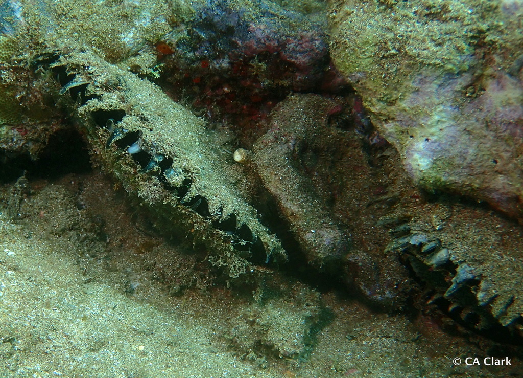 Black-Lip Pearl Shell