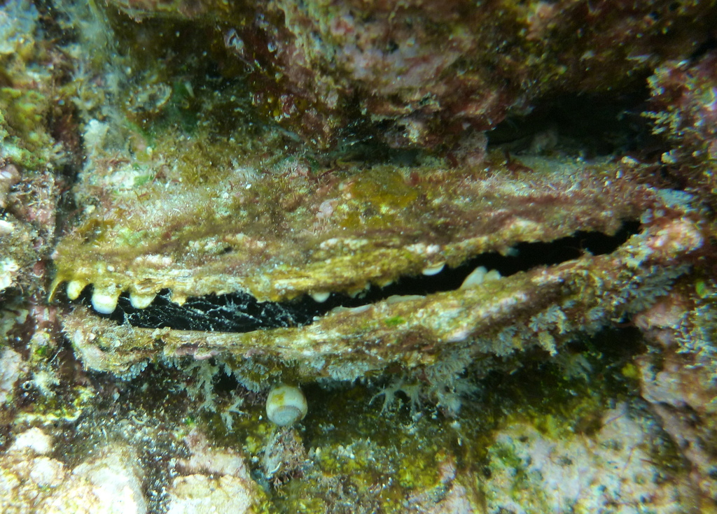 Black-Lip Pearl Shell