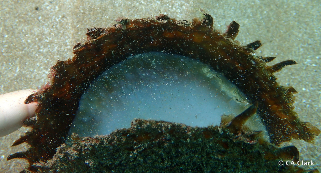 Black-Lip Pearl Shell