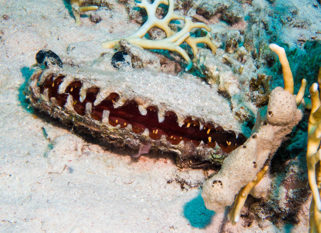 Black-lip Pearl Shell
