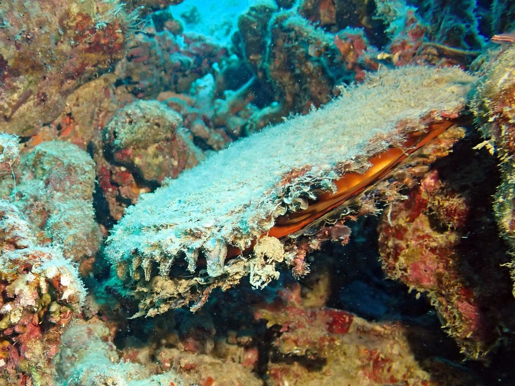 Black-Lip Pearl Shell