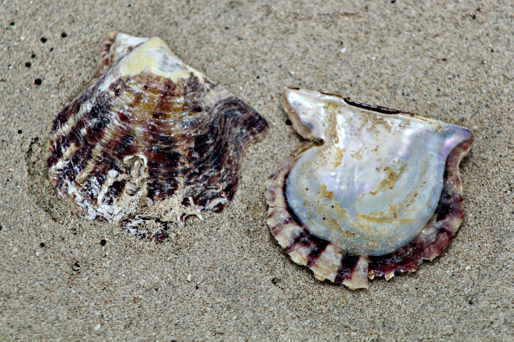 Black-Lip Pearl Shell