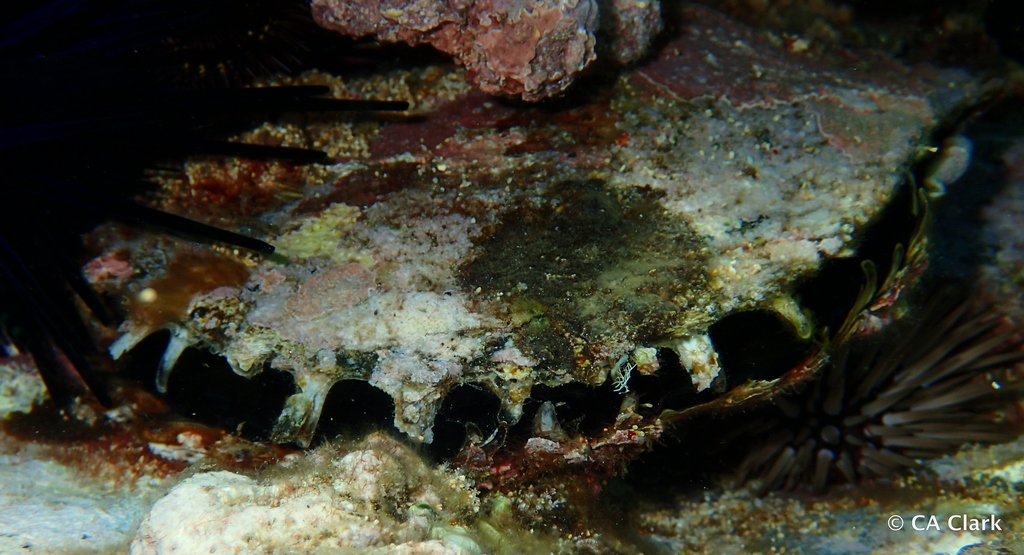 Black-Lip Pearl Shell