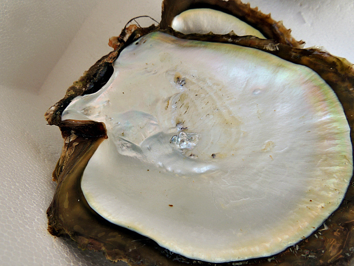 Black-Lip Pearl Shell
