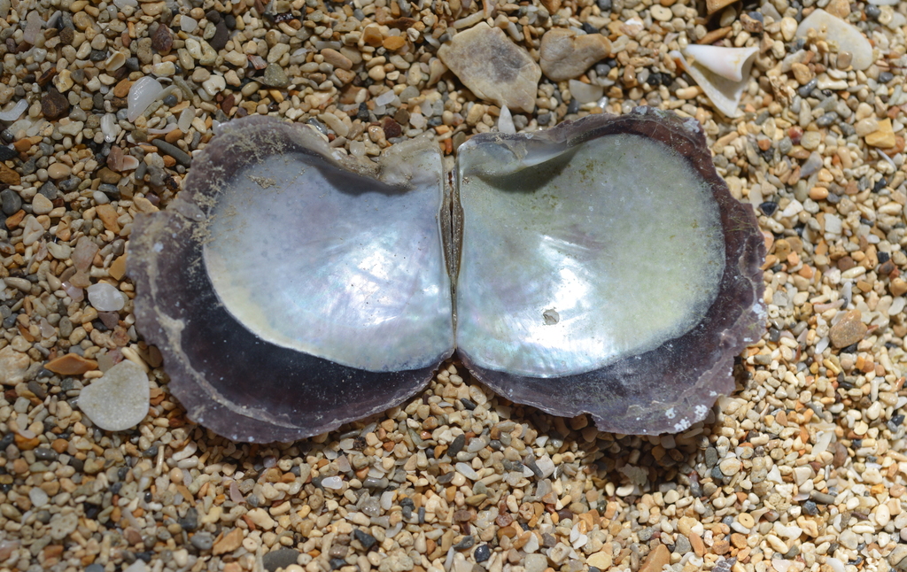 Black-Lip Pearl Shell