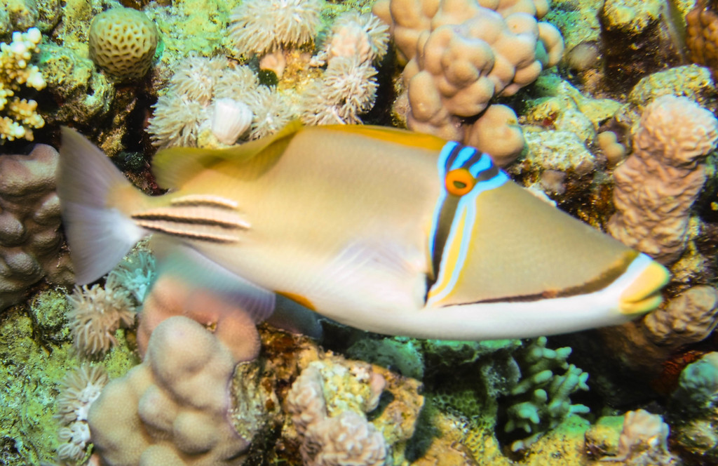 Arabian Picasso Triggerfish
