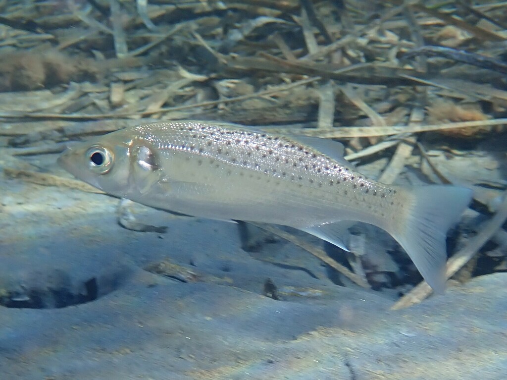 Spotted Seabass