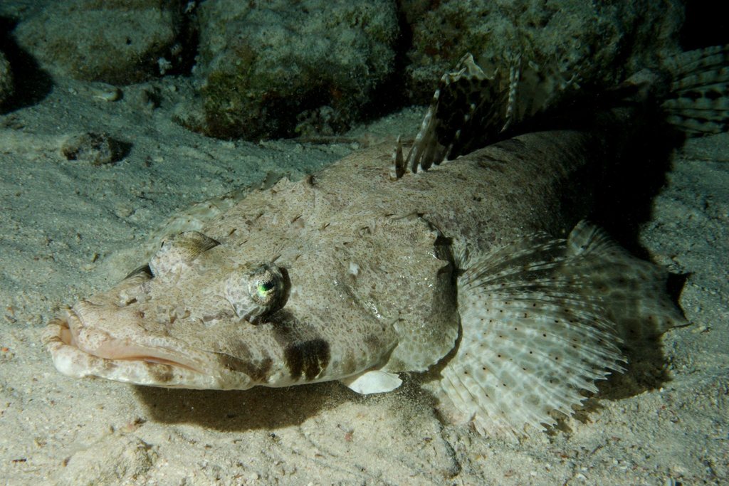 Poisson-crocodile tapis