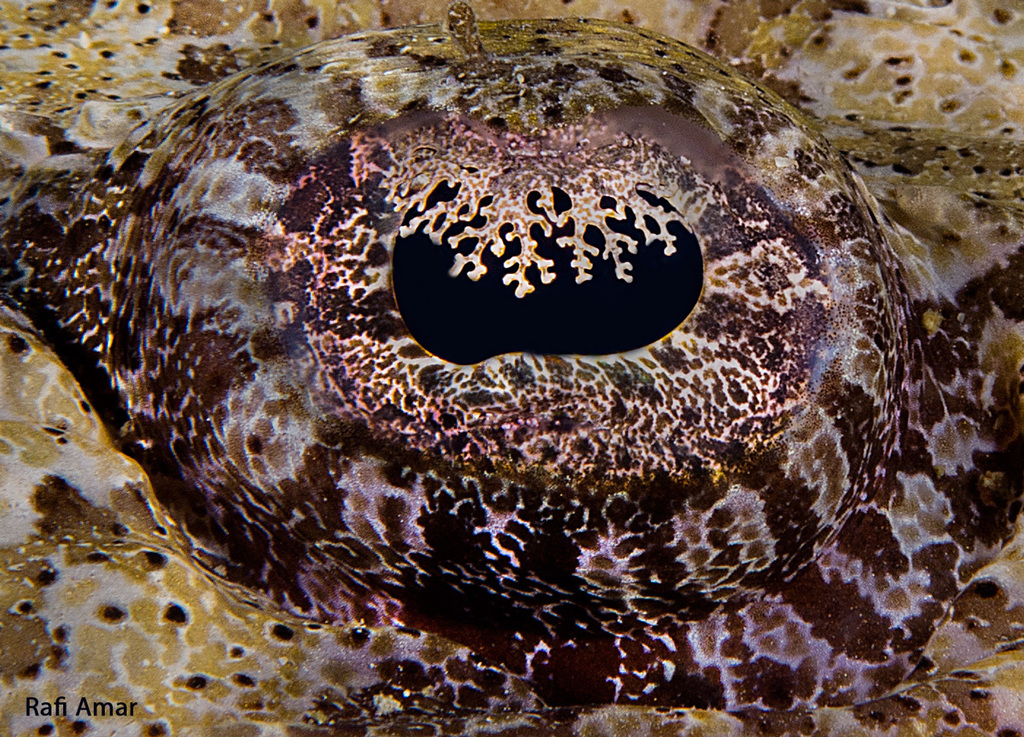 Poisson-crocodile tapis