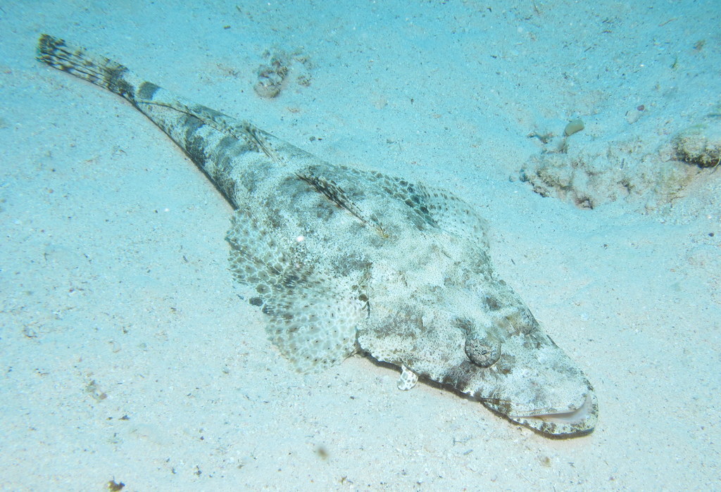 Poisson-crocodile tapis