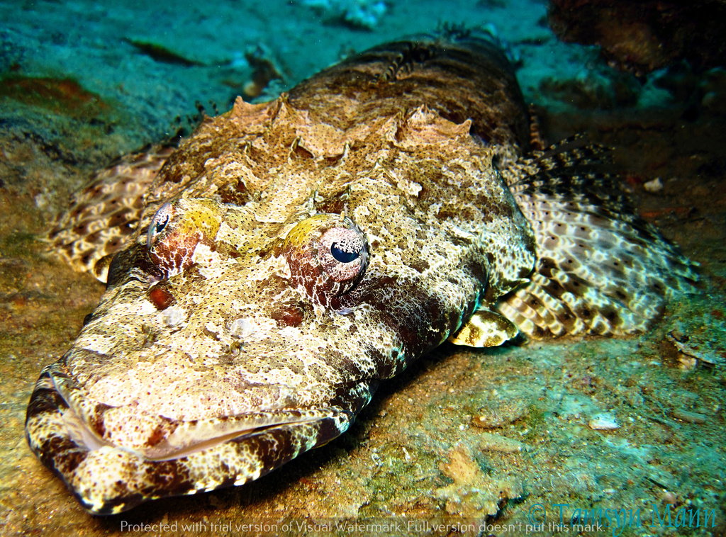 Poisson-crocodile tapis