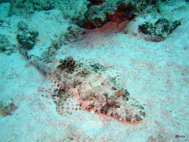 Poisson-crocodile tapis