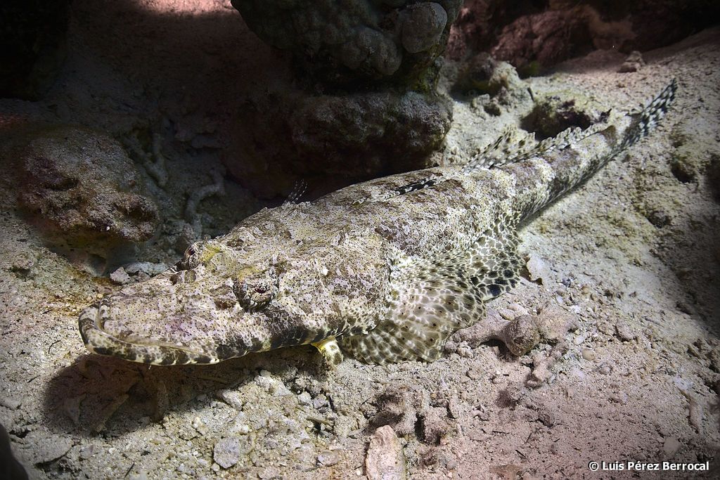 Indian Ocean Crocodilefish