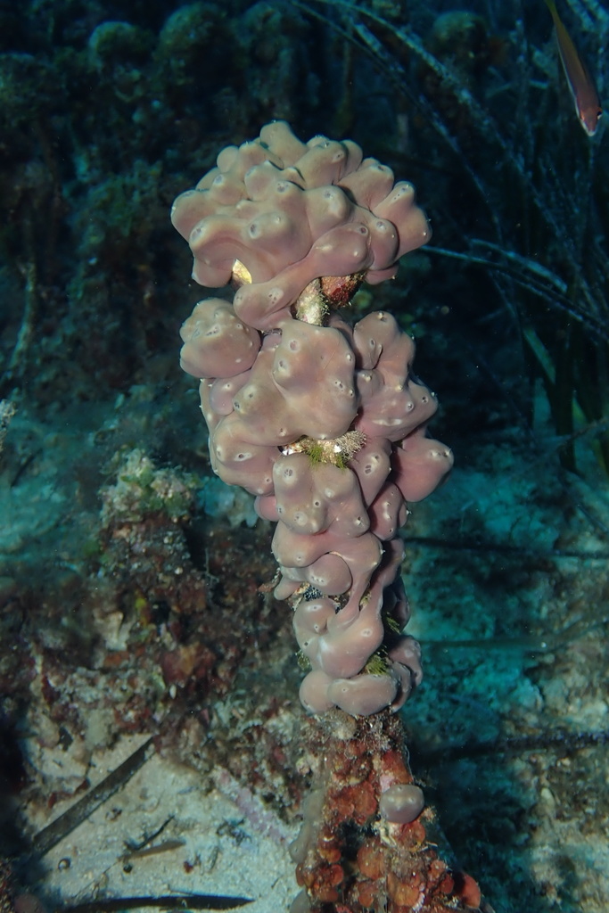 Potato Sponge