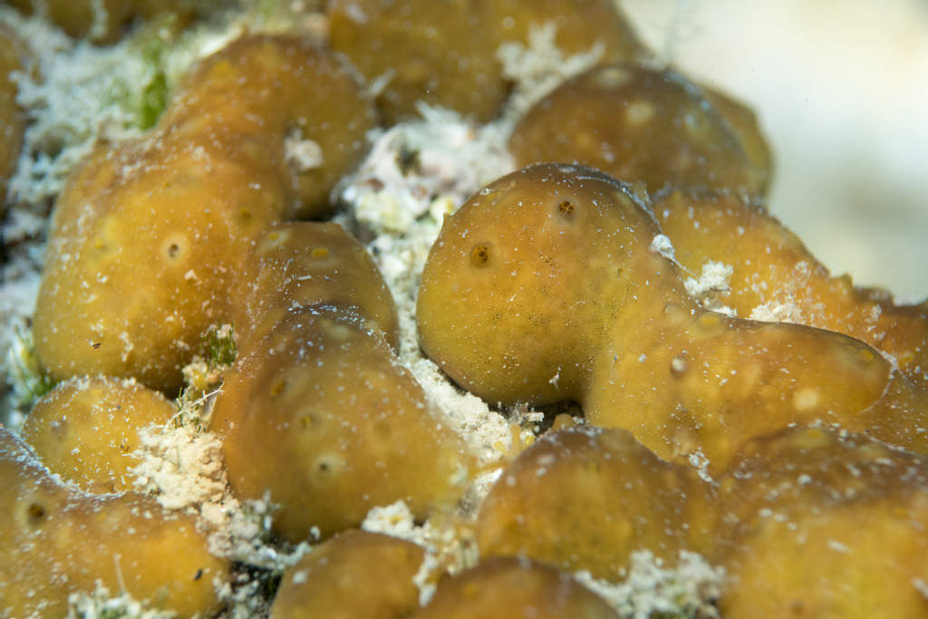 Potato Sponge