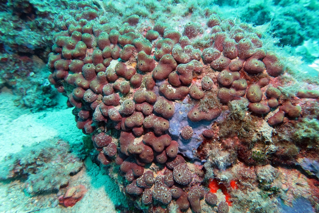Potato Sponge