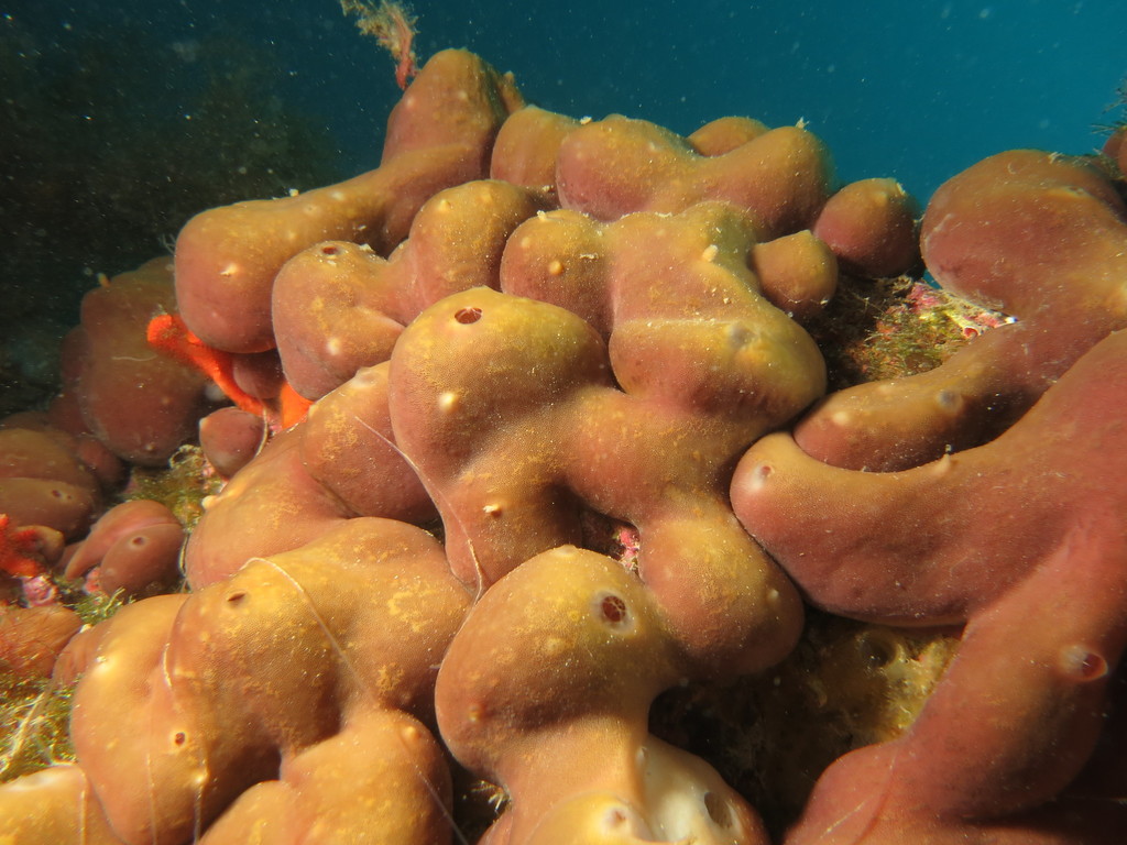 Potato Sponge