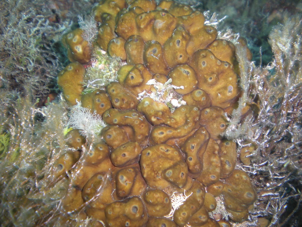 Potato Sponge