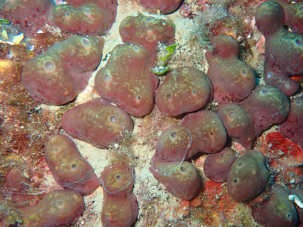 Potato Sponge