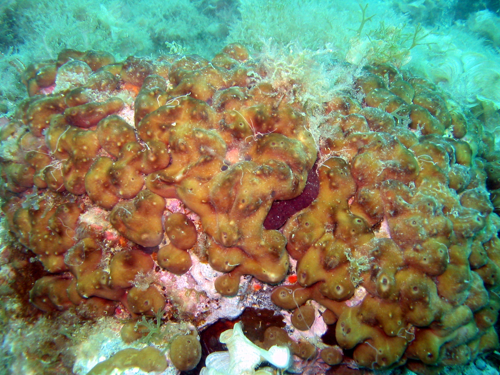 Potato Sponge