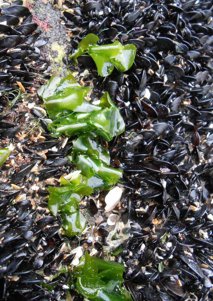 Sea Lettuce