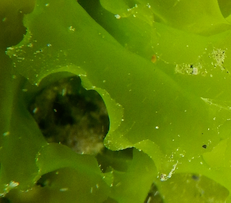 Sea Lettuce