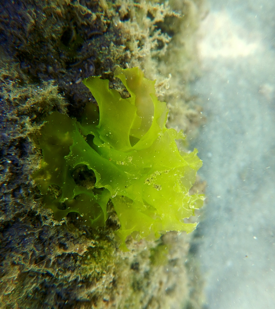 Sea Lettuce