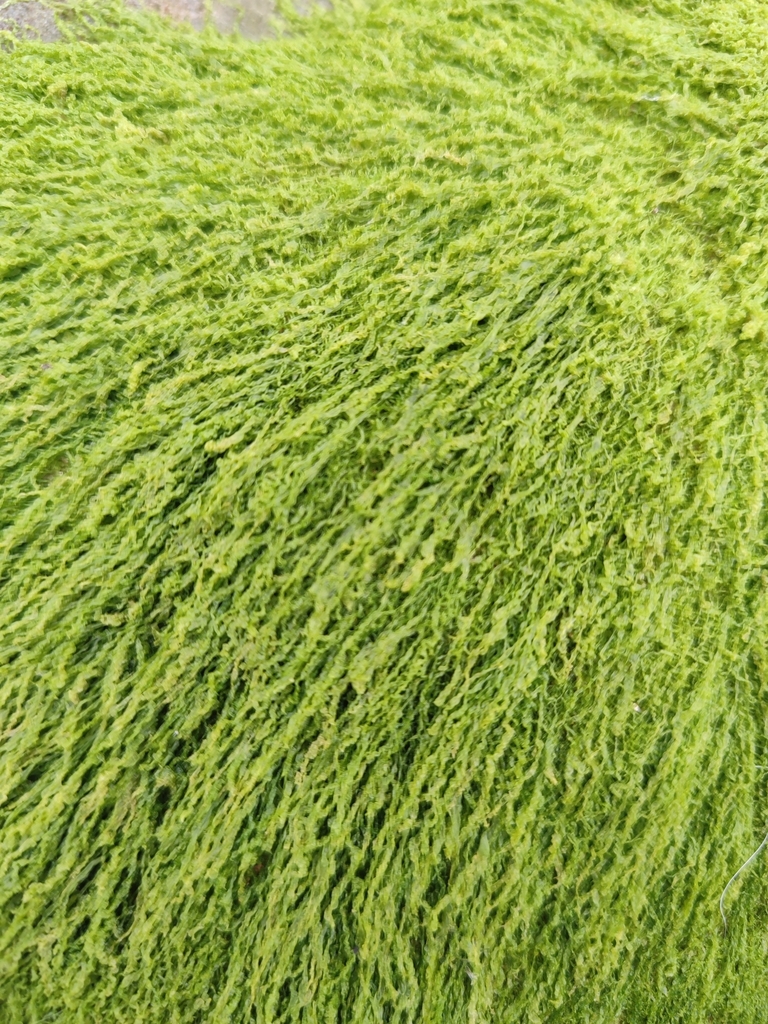 Thread Weed