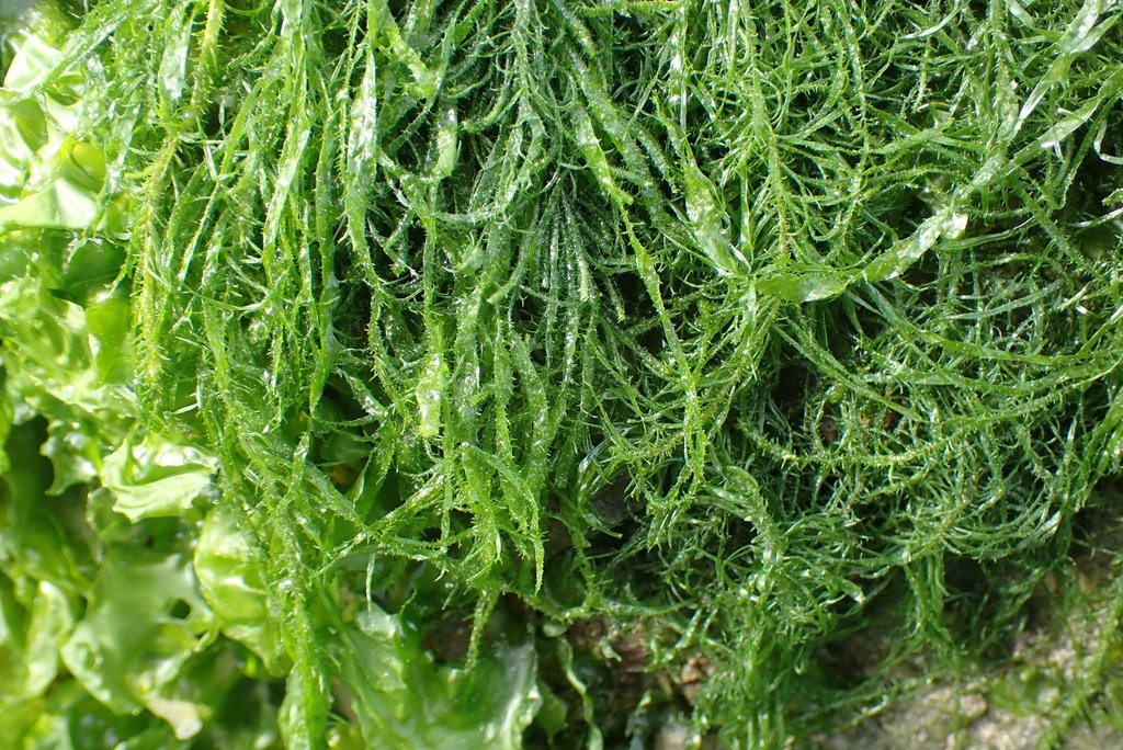 Thread Weed