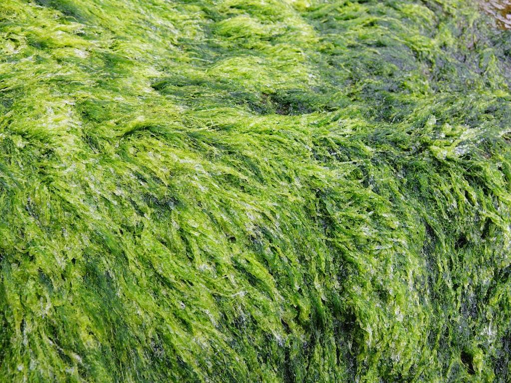 Thread Weed