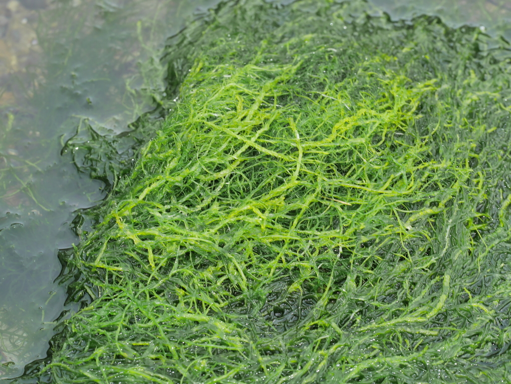 Thread Weed