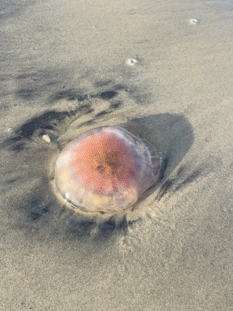 Atlantic Sea Nettle