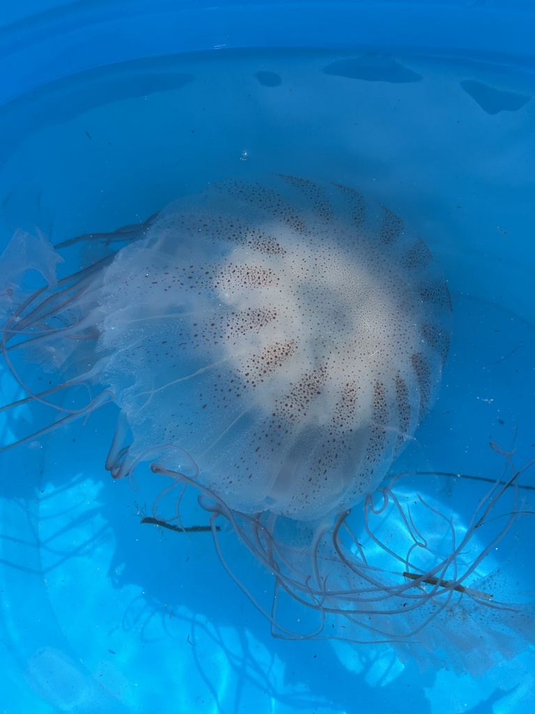 Atlantic Sea Nettle