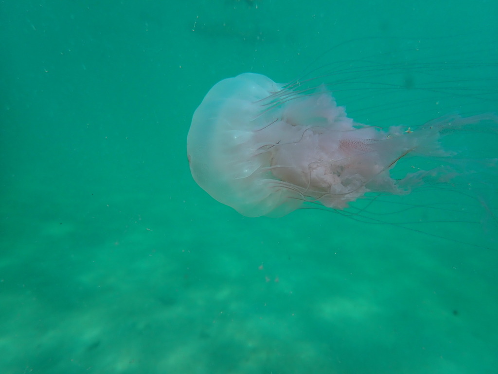 Atlantic Sea Nettle