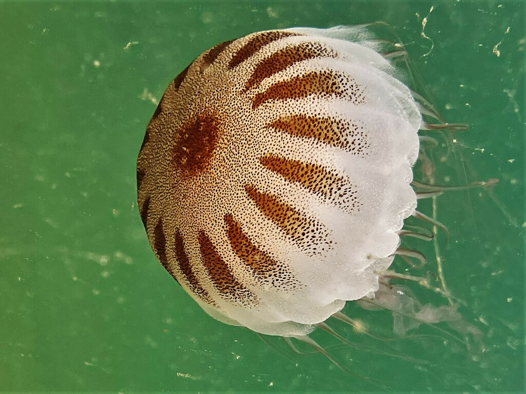 Atlantic Sea Nettle