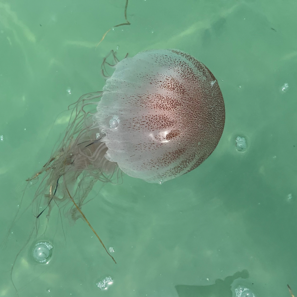 Atlantic Sea Nettle