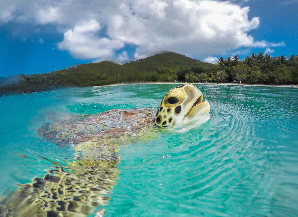 Tortue verte