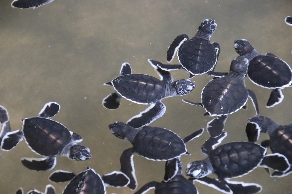 Tortue verte